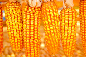 玉米