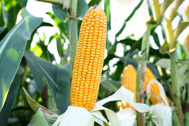 玉米