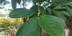 含笑树叶