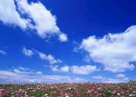 天空 花海