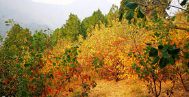 香山秋天