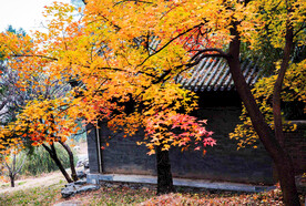 香山秋天