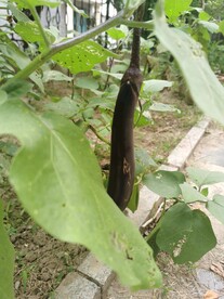 茄子