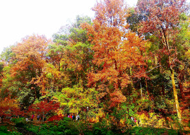 岳麓山秋天