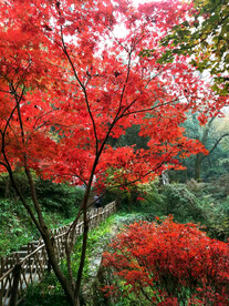 岳麓山秋天