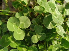 三叶草