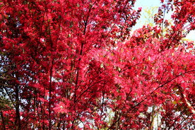 岳麓山穿石坡湖