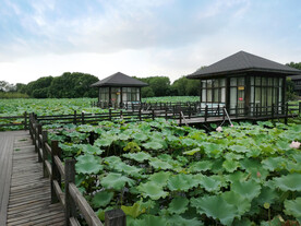 绍兴镜湖渔猎公园十里荷塘