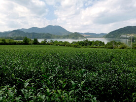 水库旁边的茶树茶叶