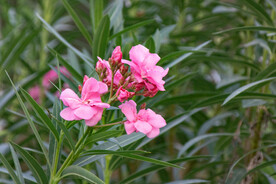 红色的夹竹桃花