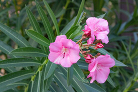 红色的夹竹桃花