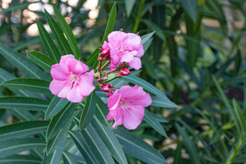 红艳艳的夹竹桃花