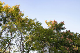 复羽叶栾树和蓝天