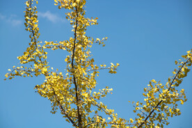 蓝天下的银杏树