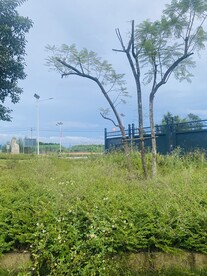 乡村小景绿树绿草