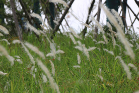 长得像狗尾巴草