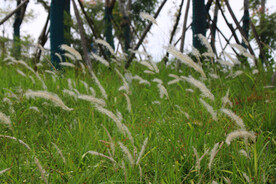 绿地绿草小白茅