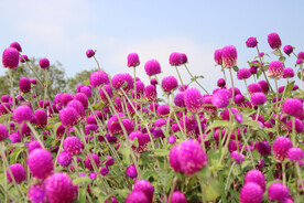 艳丽的百日红花