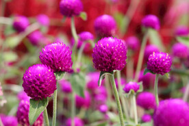 好看的千日红花