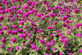 艳丽的百日红花