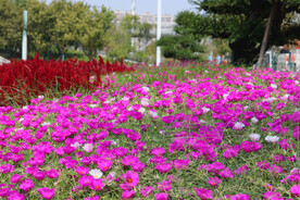 洋红色的半枝莲