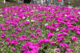 红色美丽的花朵