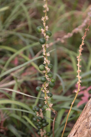 景观植物的果子