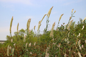 河堤上的野花野草