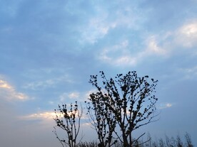 白云下树木剪影