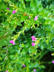 紫花满天星孔雀兰