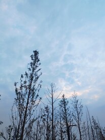 蓝天下树木剪影