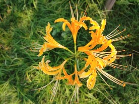 黄色彼岸花石蒜花