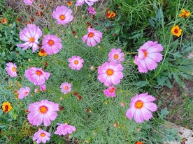 条纹糖果波斯菊秋英