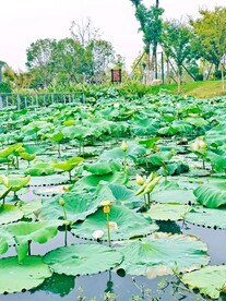 荷花荷叶