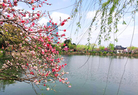 金湖杨国家森林公园