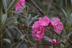 红色的夹竹桃花