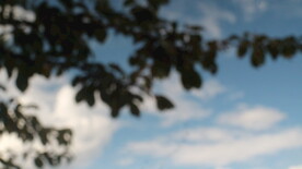 天空树叶虚焦摄影