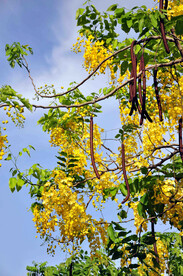 腊肠树开花结果