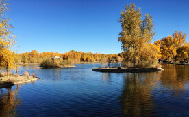 金塔沙漠胡杨林秋天