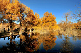 风光 风景 胡杨林 秋林  树