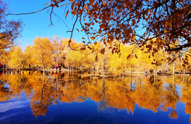 风光 风景 胡杨林 秋林  树