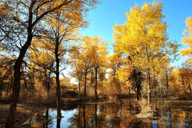 风光 风景 胡杨林 秋林  树