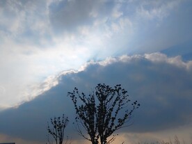 黄昏里树木剪影