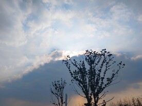 夕阳霞光下树木剪影