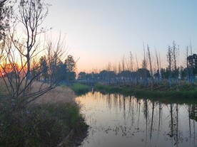 秋天湖边日落树木倒影