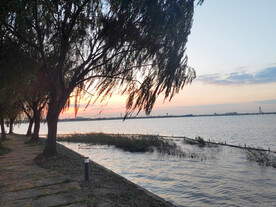 黄昏夕阳湖边柳树