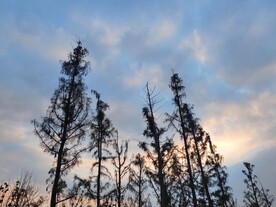 夕阳下树木剪影