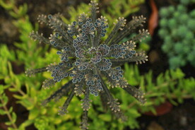 多肉植物棒叶不死鸟