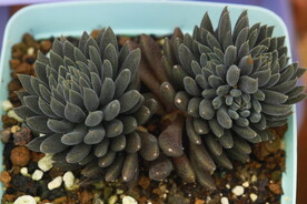 多肉植物滇石莲