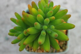 多肉植物八千代